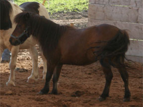 Miniature horse with laminitic stance