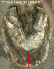 Sole view of an overgrown horse hoof with laminitis