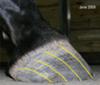 Bent Hoof Tubules