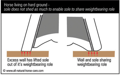 Diagram of a hoof weightbearing on hard ground